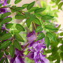 Árvore Decorativa Glicínia Imperial Roxa + Pedras decorativas