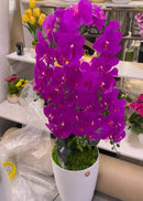 Arranjo de Orquídea