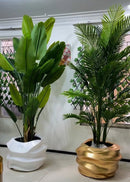 Kit Palmeira e Bananeira