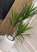 Dracena marginata com vaso Branco