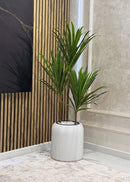 Dracena marginata com vaso Branco
