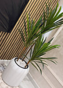 Dracena marginata com vaso Branco