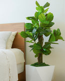 Ficus Lyrata artificial